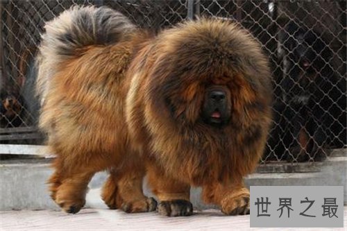 【图】獒王是什么 世界上最大的獒王引见