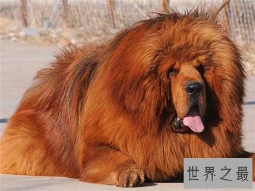 【图】獒王是什么 世界上最大的獒王引见