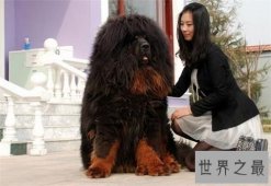 【图】獒王是什么 世界上最大的獒王介绍