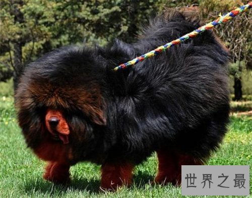 【图】獒王是什么 世界上最大的獒王引见