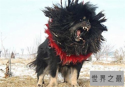 【图】獒王是什么 世界上最大的獒王引见