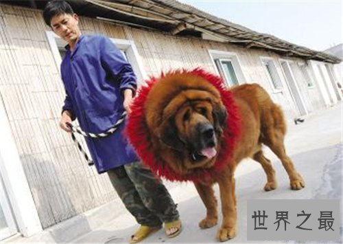 【图】獒王是什么 世界上最大的獒王引见