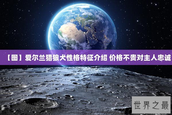 【图】爱尔兰猎狼犬性格特征介绍 价格不贵对主人忠诚