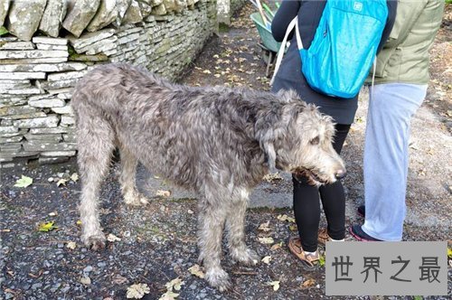 【图】爱尔兰猎狼犬性格特色引见 价钱不贵对客人忠实