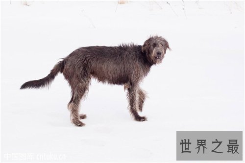 【图】爱尔兰猎狼犬性格特色引见 价钱不贵对客人忠实