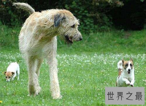 【图】爱尔兰猎狼犬性格特色引见 价钱不贵对客人忠实