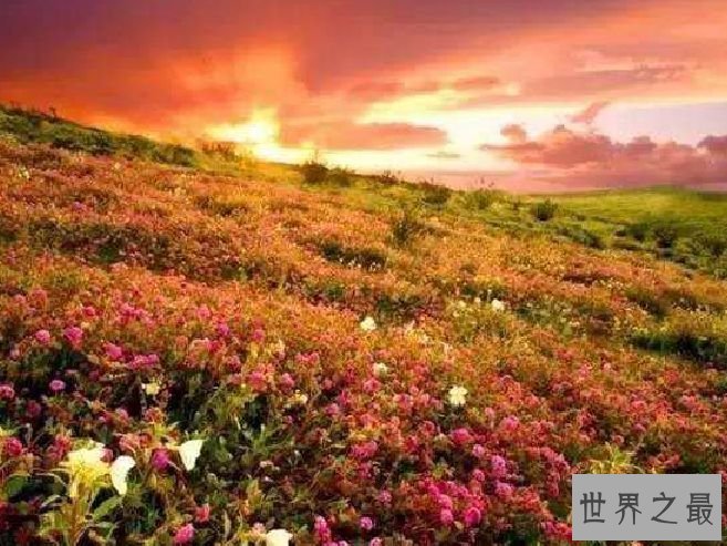 保加利亚玫瑰谷