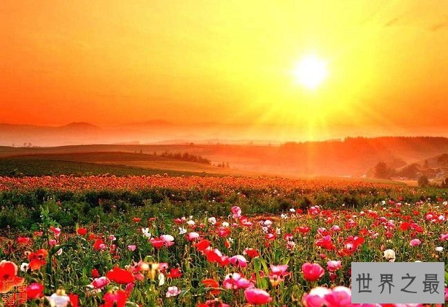 贝德利镇罂粟花海