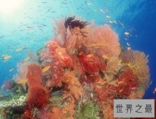【图】世界上最大的珊瑚礁群 大堡礁堪称地球上最美的