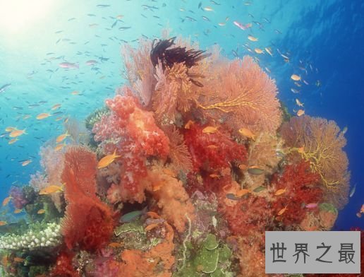 世界上最大的珊瑚礁群 大堡礁可谓地球上最美的装璜品
