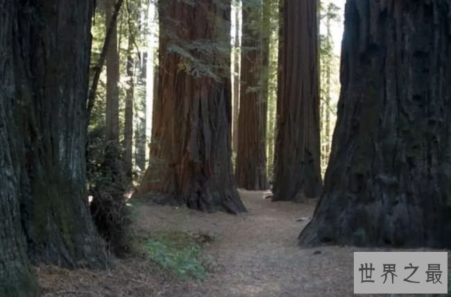 加利福尼亚州雷德伍德国家公园