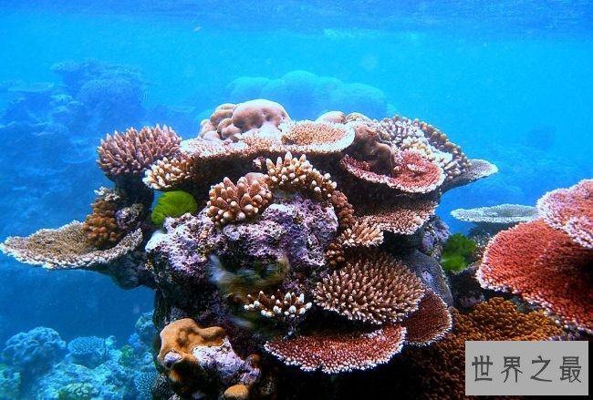 大堡礁 大堡礁