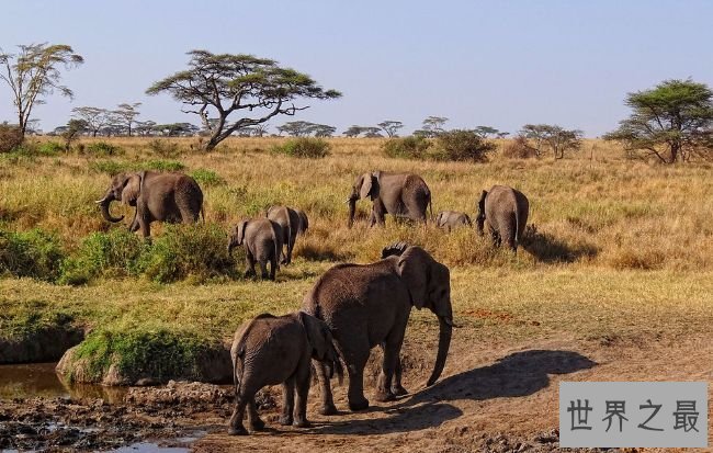 塞伦盖蒂国家公园 塞伦盖蒂国家公园