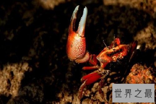 【图】巨招潮蟹,生存在海边的弄潮儿,为何一只蟹钳