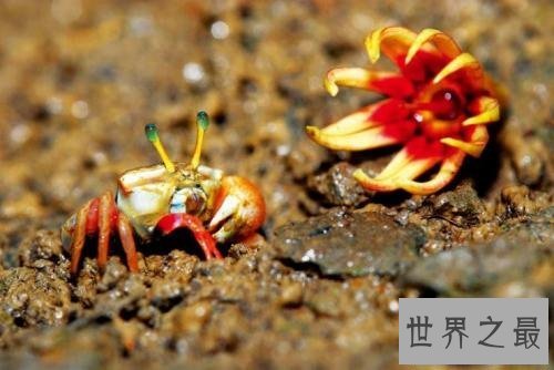 【图】巨招潮蟹,生存在海边的弄潮儿,为何一只蟹钳