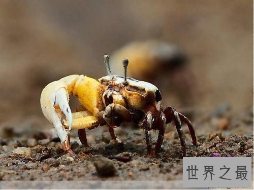 【图】巨招潮蟹,生存在海边的弄潮儿,为何一只蟹钳