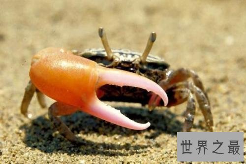 【图】巨招潮蟹,生存在海边的弄潮儿,为何一只蟹钳
