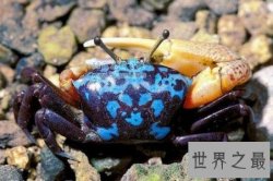【图】巨招潮蟹，生活在海边的弄潮儿，为何一只蟹钳