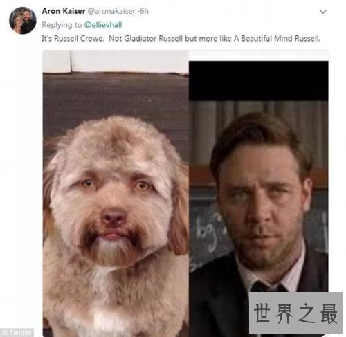 【图】人面狗，听说这种狗的长相是随客人的？？？