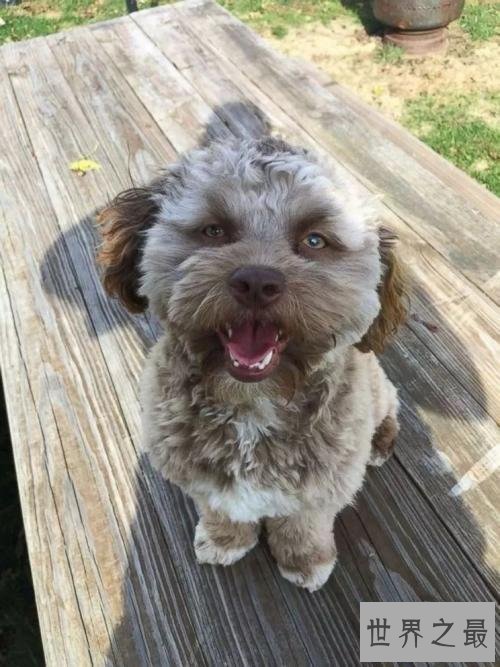 【图】人面狗，听说这种狗的长相是随客人的？？？