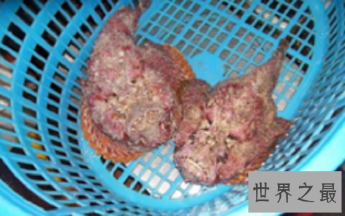 【图】人面狗，听说这种狗的长相是随客人的？？？