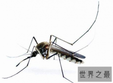 【图】花蚊子叮完之后应该如何处理才能避免传染病