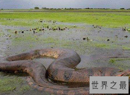 【图】泰坦巨蟒能吃半吨重的钝鼻鳄和3米的肺鱼