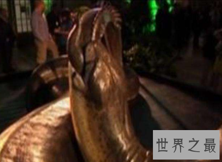 【图】泰坦巨蟒能吃半吨重的钝鼻鳄和3米的肺鱼