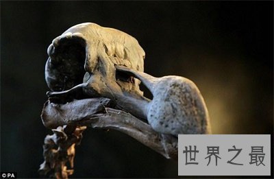 【图】渡渡鸟的灭绝罪魁祸首是人 人类还会重蹈覆辙吗