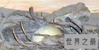 【图】渡渡鸟的灭绝罪魁祸首是人 人类还会重蹈覆辙吗