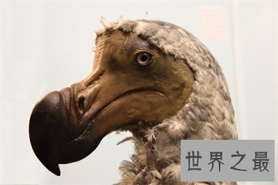 【图】渡渡鸟的灭绝罪魁祸首是人 人类还会重蹈覆辙吗