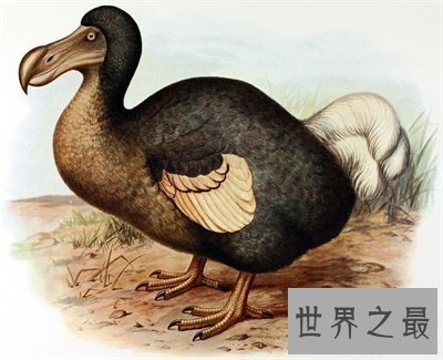 【图】渡渡鸟的灭绝罪魁祸首是人 人类还会重蹈覆辙吗
