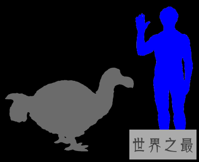 【图】渡渡鸟的灭绝罪魁祸首是人 人类还会重蹈覆辙吗