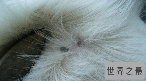 【图】在泛滥嗜血动物中最为恐惧的吸血虫图片