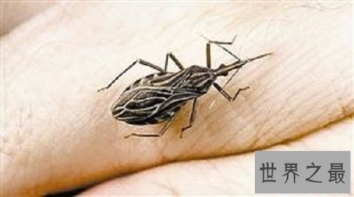 【图】在泛滥嗜血动物中最为恐惧的吸血虫图片