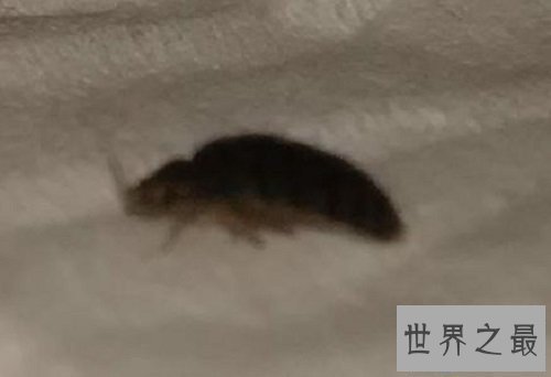 【图】在泛滥嗜血动物中最为恐惧的吸血虫图片