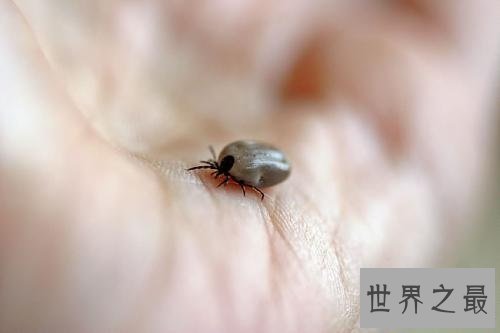 【图】在泛滥嗜血动物中最为恐惧的吸血虫图片