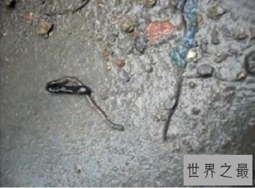 【图】在泛滥嗜血动物中最为恐惧的吸血虫图片