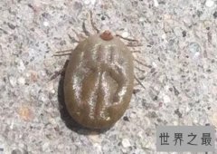 【图】在众多嗜血动物中最为恐怖的吸血虫图片