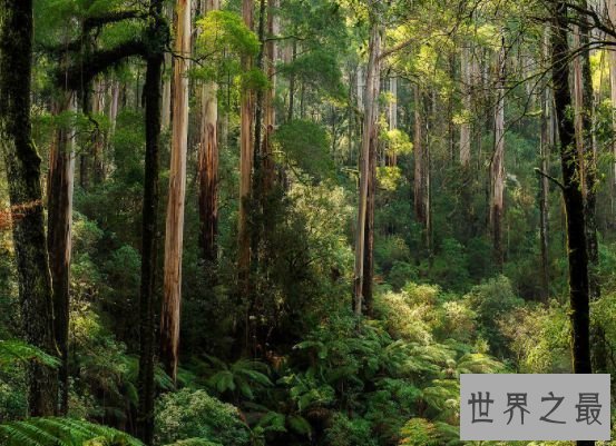 澳大利亚 澳大利亚