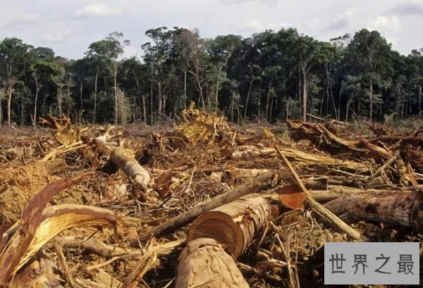 森林采伐 森林采伐