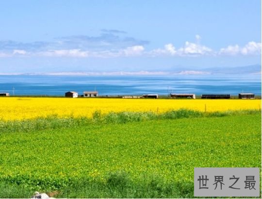 2.中国最大的淡水湖:青海湖 2.中国最大的淡水湖:青海湖