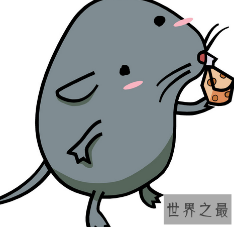【图】 令人害怕的哺乳动物老鼠 你能知道多少鼠的成语