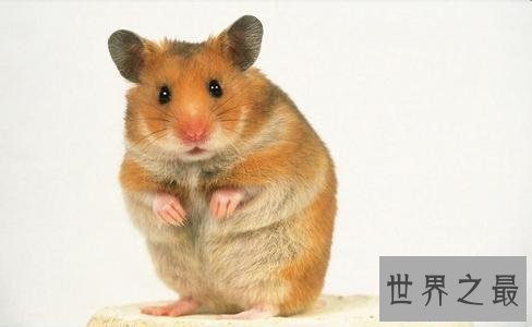 【图】仓鼠怎样养，应该怎样样喂养，不容易让他早早