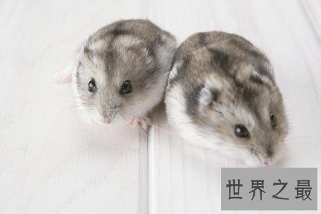 【图】仓鼠怎样养，应该怎样样喂养，不容易让他早早