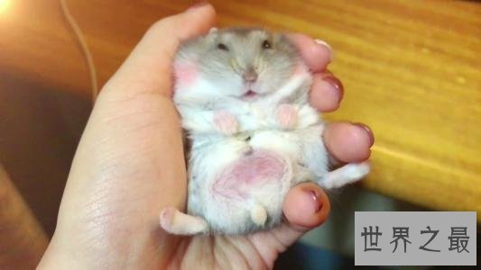【图】仓鼠怎样养，应该怎样样喂养，不容易让他早早