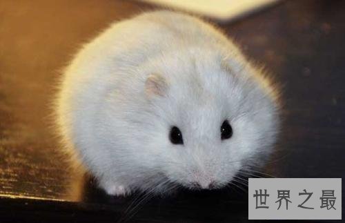 【图】仓鼠怎样养，应该怎样样喂养，不容易让他早早