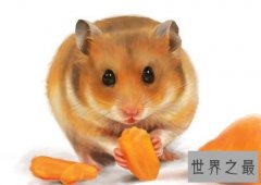 【图】仓鼠怎么养，应该怎么样喂养，不容易让他早早