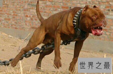 【图】加纳利犬是一种十分厉害的狗 导致被禁养