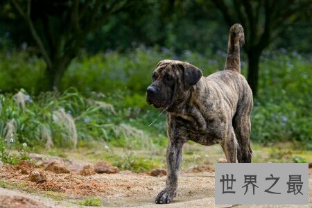 【图】加纳利犬是一种十分厉害的狗 导致被禁养